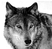 Photo of Wolf