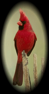 A picture of a desert cardinal is here in graphical 
browsers