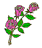 A Rose