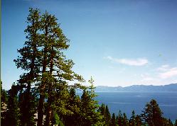 [picture of pine trees and mountains]